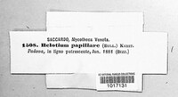 Urceolella papillaris image